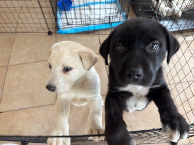 Ivy, Adoptable, Puppy Female Labrador Retriever.