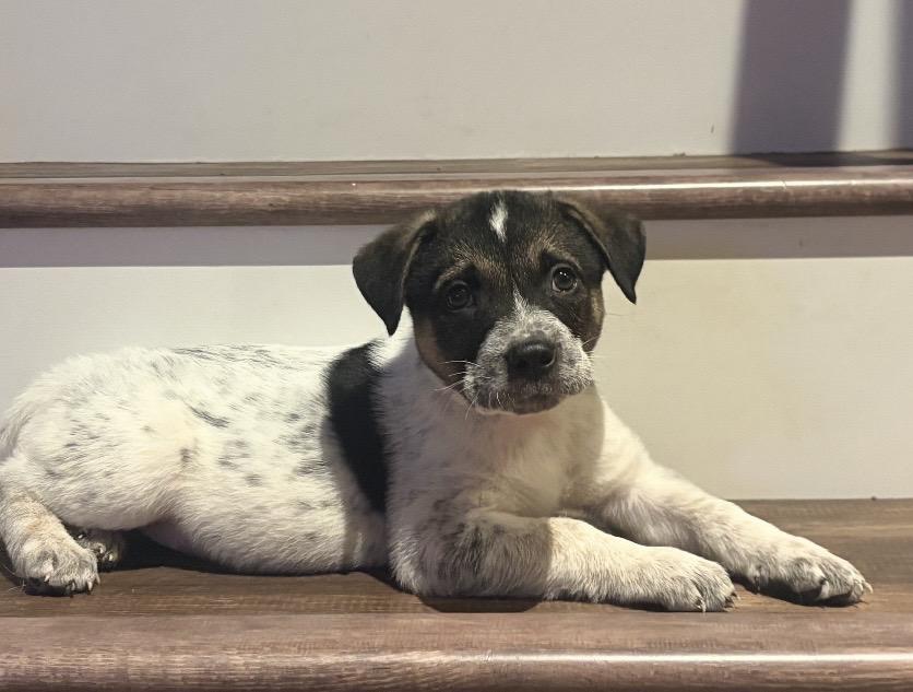 Enlarge Johnny, a Adopted mixed breed in Kannapolis, NC image 5/5
