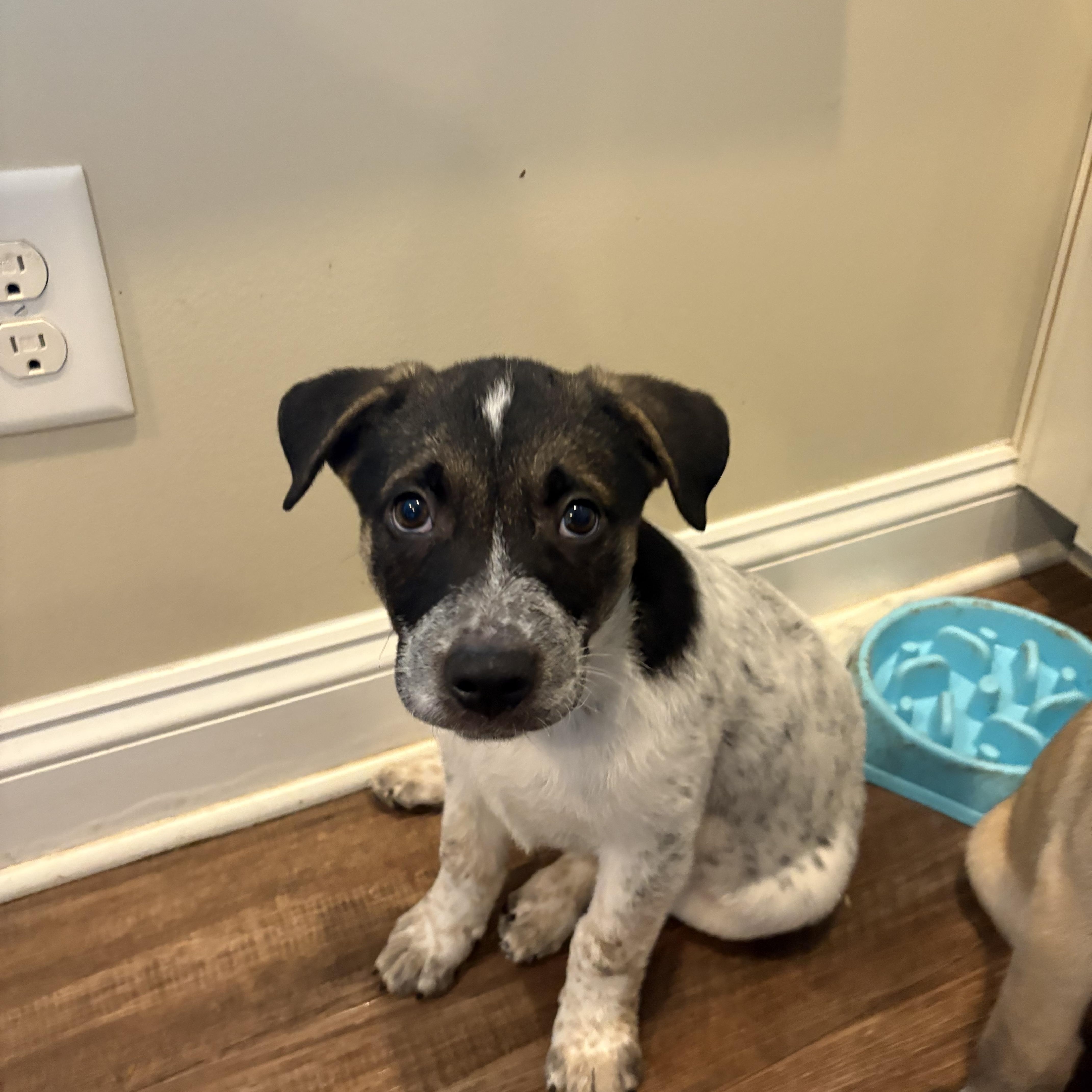 Enlarge Johnny, a Adopted mixed breed in Kannapolis, NC image 4/5