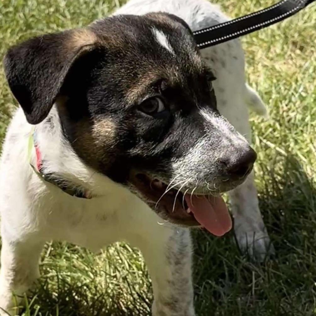 Enlarge Johnny, a Adopted mixed breed in Kannapolis, NC image 2/5