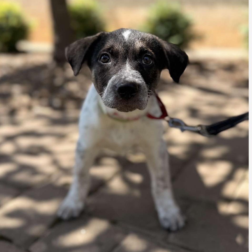 Enlarge Johnny, a Adopted mixed breed in Kannapolis, NC image 1/5