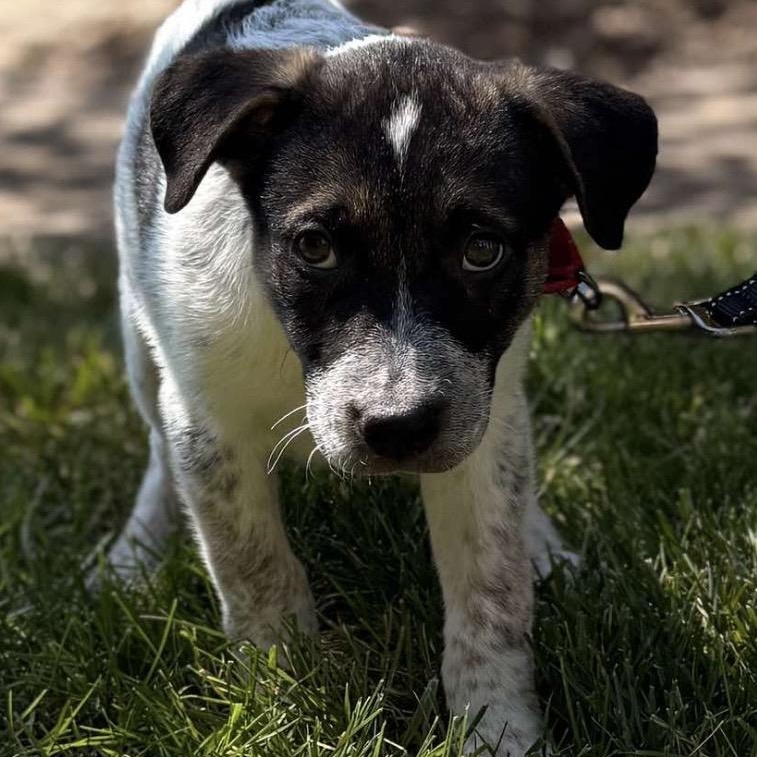 Enlarge Johnny, a Adopted mixed breed in Kannapolis, NC image 3/5