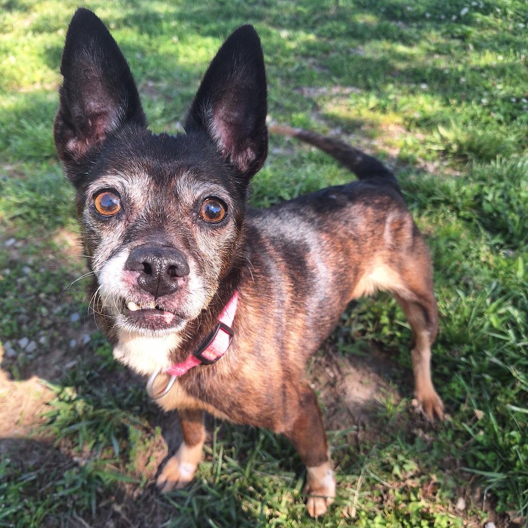 Enlarge Harley, an adopted Mixed Breed in Cape Girardeau, MO image 2/2