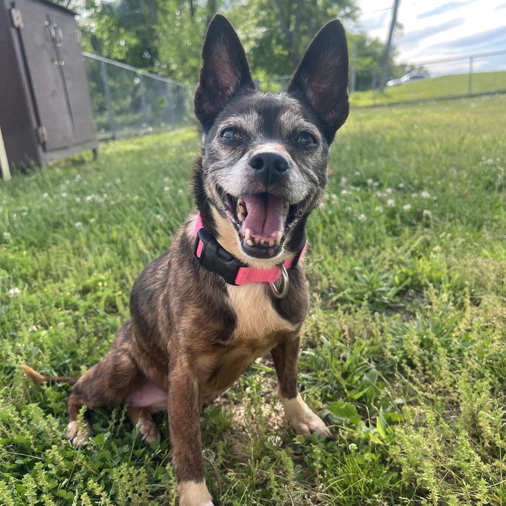 Harley, adopted, Senior Female Mixed Breed.