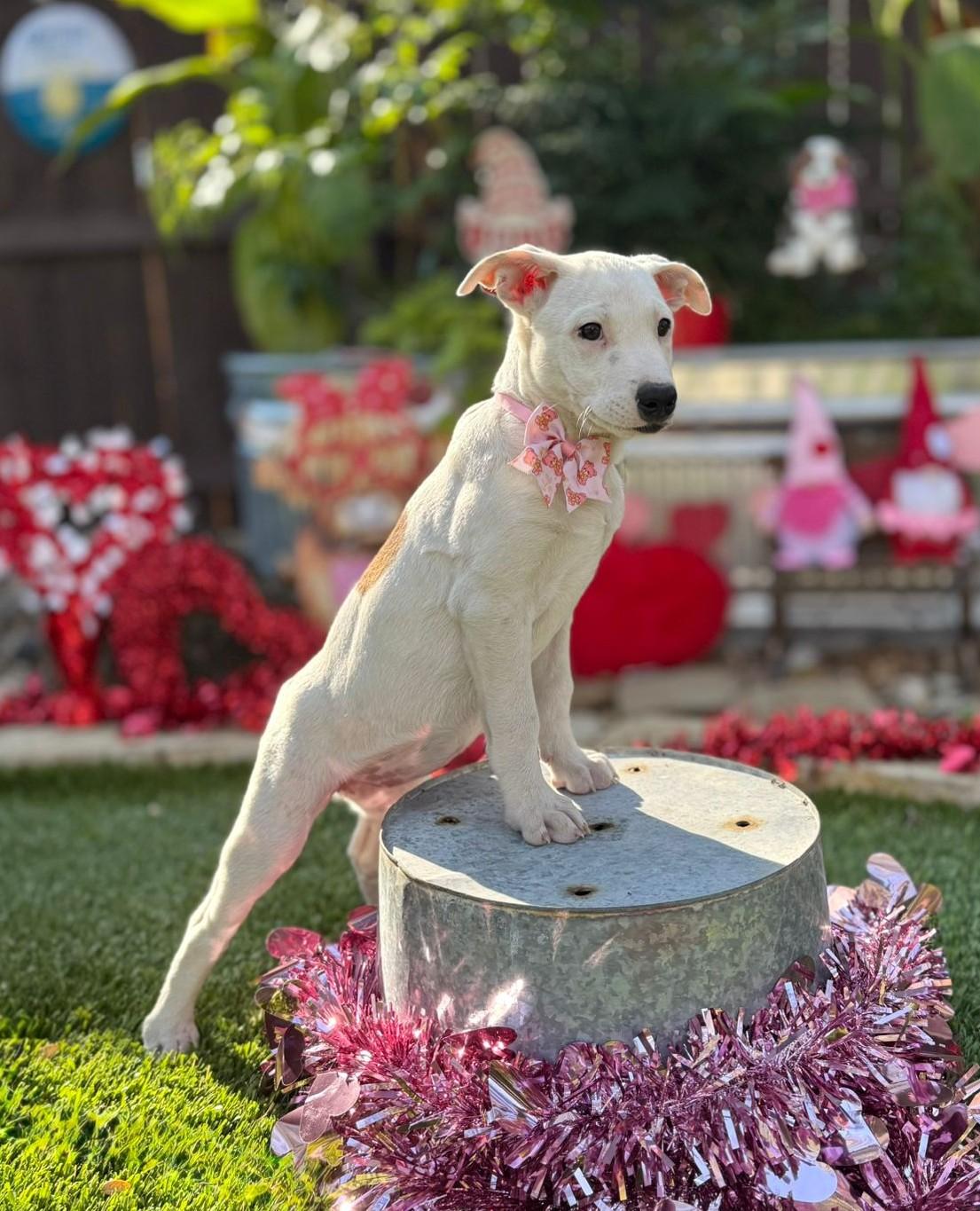 Enlarge Gracie, a ADOPTABLE mixed breed in Southport, CT image 4/5