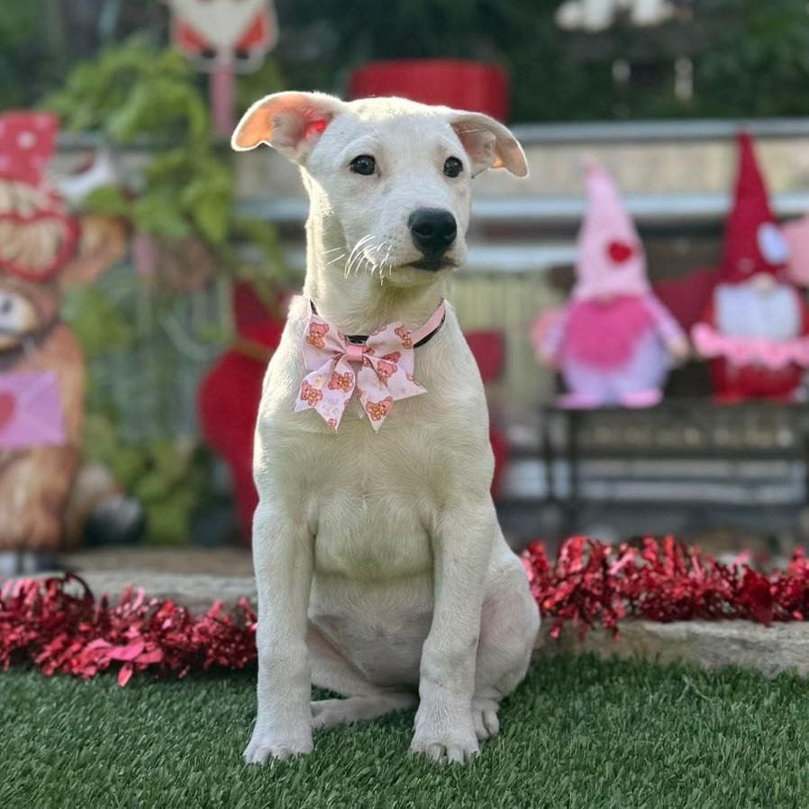 Gracie, ADOPTABLE, Puppy Female Australian Cattle Dog / Blue Heeler & Terrier.