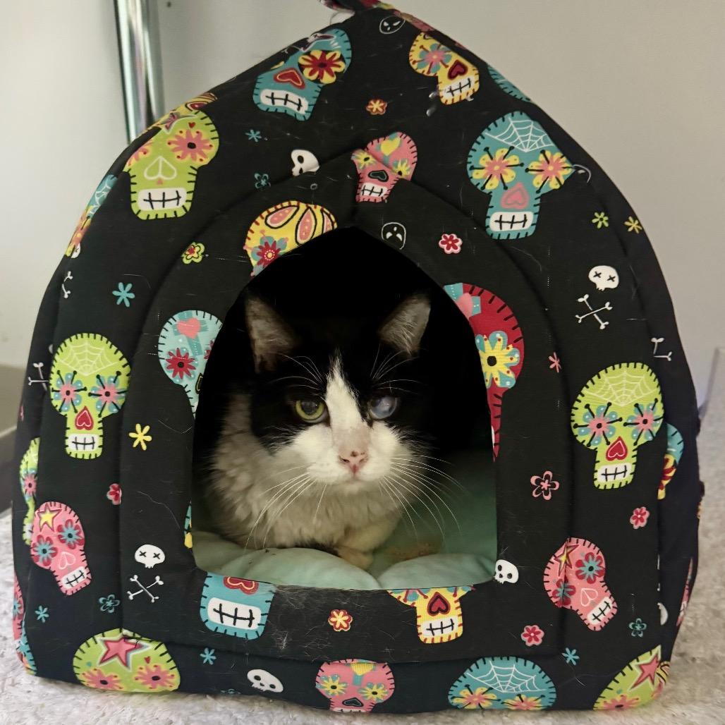 Baked Potato, Adoptable, Senior Male Turkish Van.