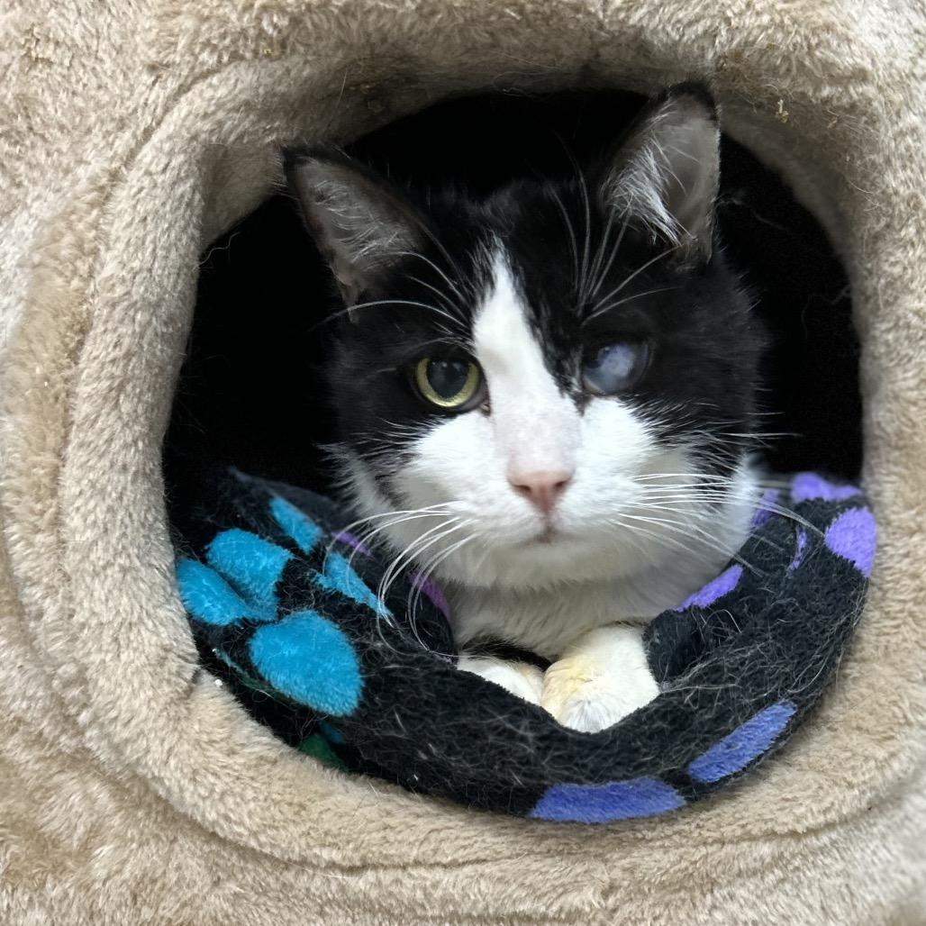 Enlarge Baked Potato, a Adoptable Turkish Van in Bountiful, UT image 2/4
