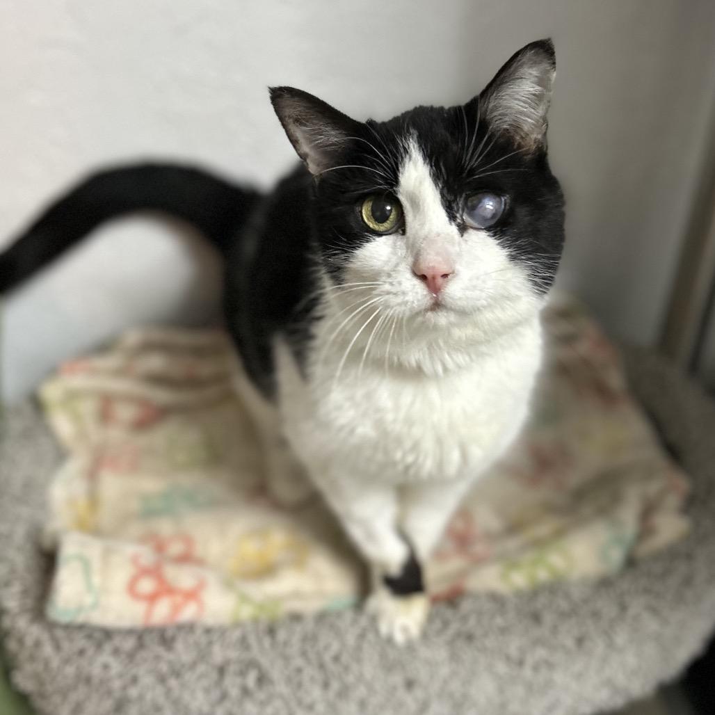 Enlarge Baked Potato, a Adoptable Turkish Van in Bountiful, UT image 4/4