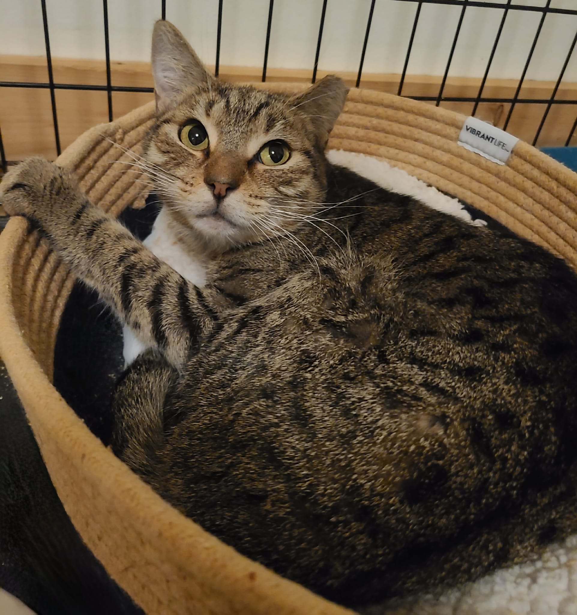 Brandywine, Adult Female Domestic Short Hair