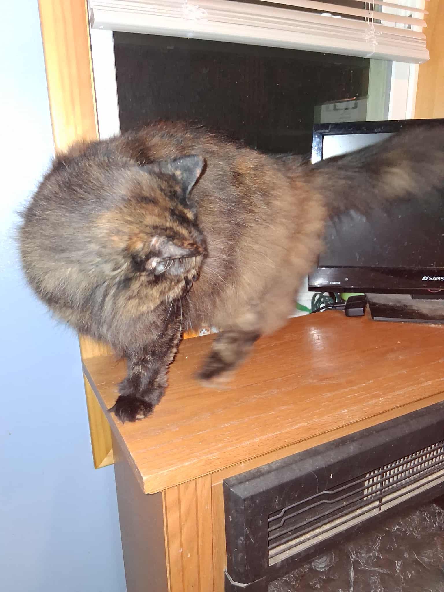 Enlarge Mia, a Adoptable Tortoiseshell in Mansfield, PA image 2/4