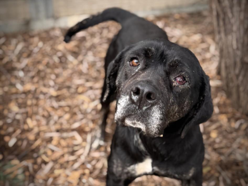 Enlarge DARLA, a Adoptable Labrador Retriever in San Pedro, CA image 1/1