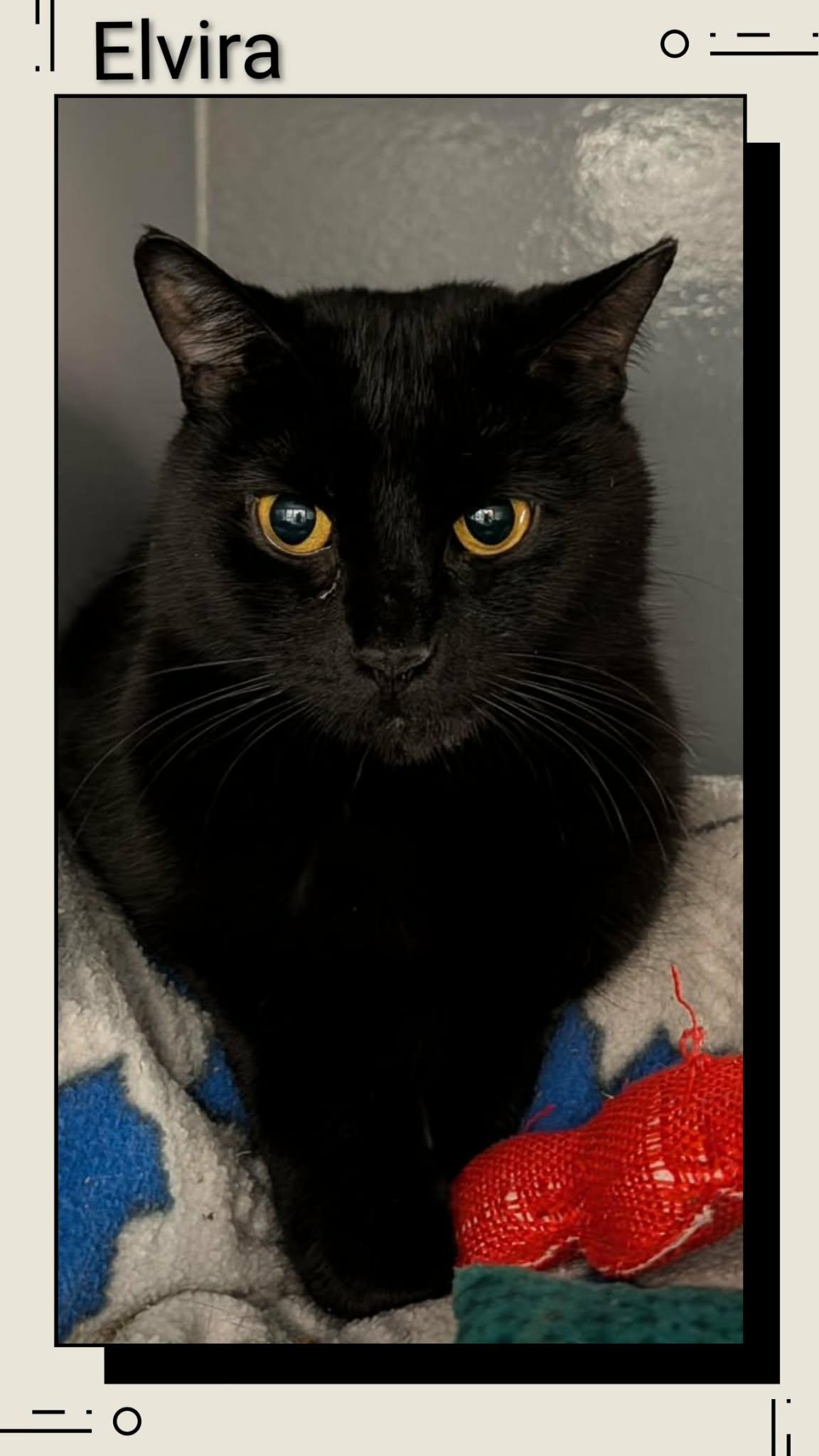 Elvira, Adoptable, Young Female Domestic Short Hair.