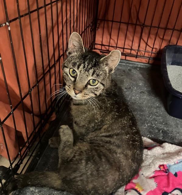 Enlarge Rocky, a Adoptable Domestic Short Hair in Shippensburg, PA image 1/3