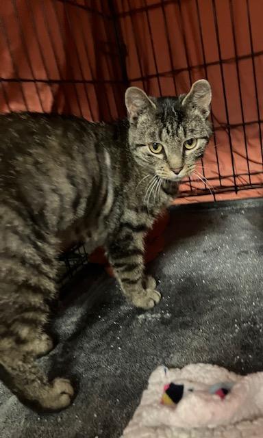 Enlarge Rocky, a Adoptable Domestic Short Hair in Shippensburg, PA image 3/3