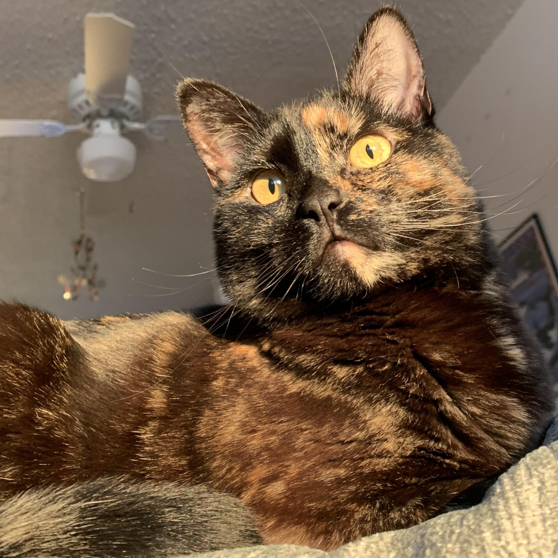 Enlarge Rehya, a Adoptable Tabby in Newport, OR image 1/3