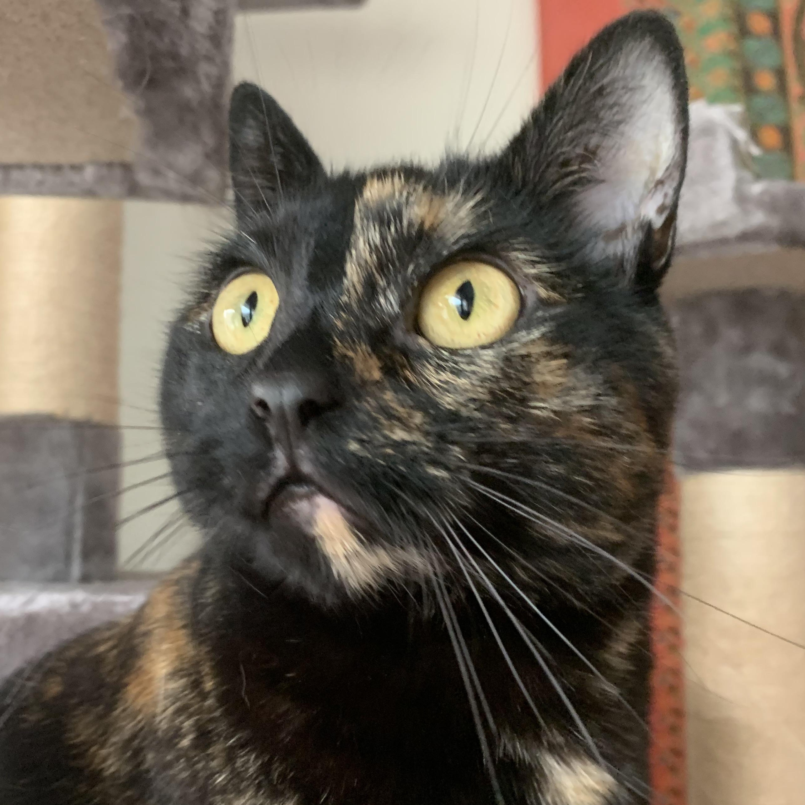 Enlarge Rehya, a Adoptable Tabby in Newport, OR image 2/3