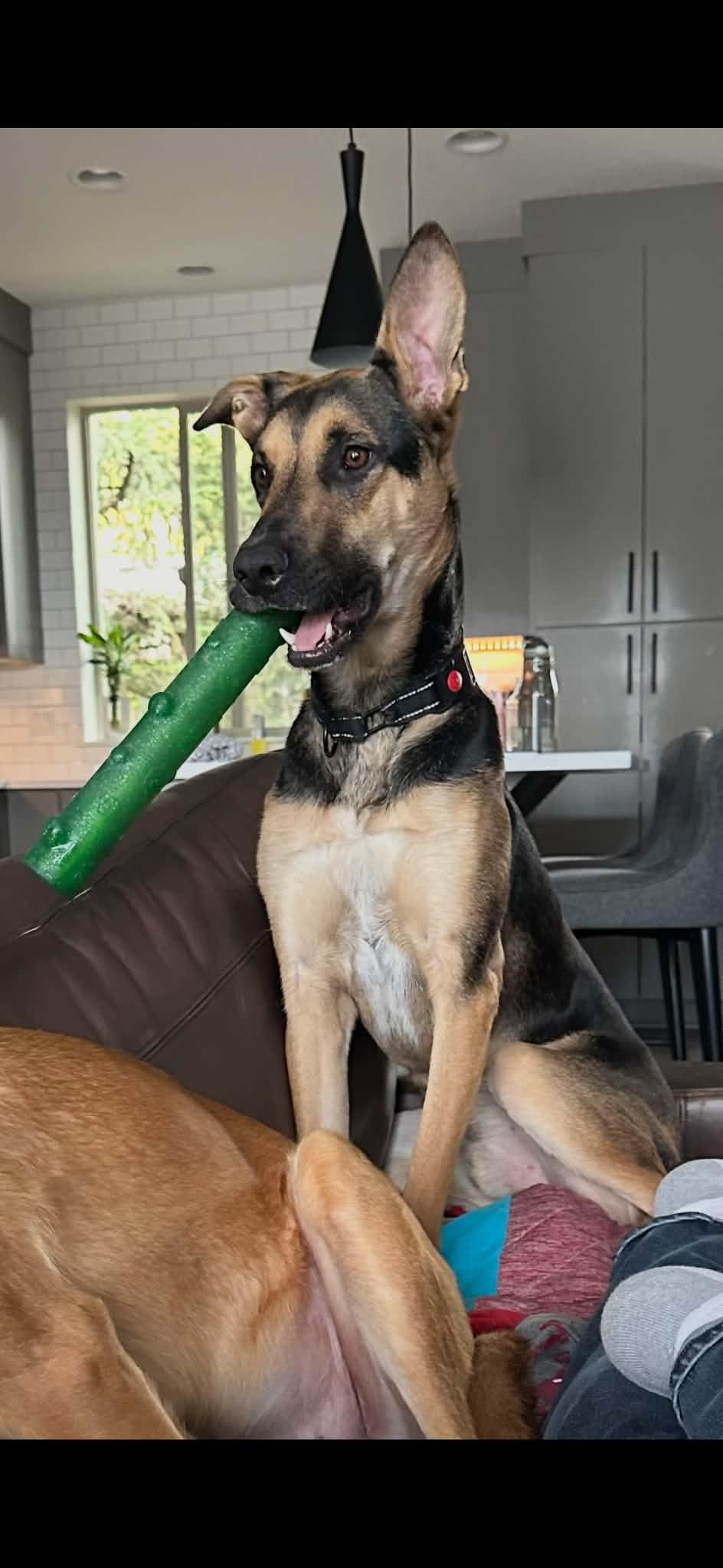Enlarge Oliver, a ADOPTABLE mixed breed in lebanon, OR image 3/5