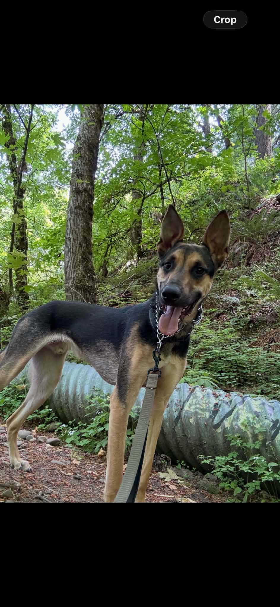 Enlarge Oliver, a ADOPTABLE mixed breed in lebanon, OR image 4/5