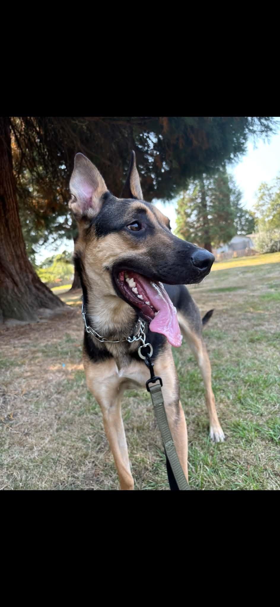 Enlarge Oliver, a ADOPTABLE mixed breed in lebanon, OR image 2/5