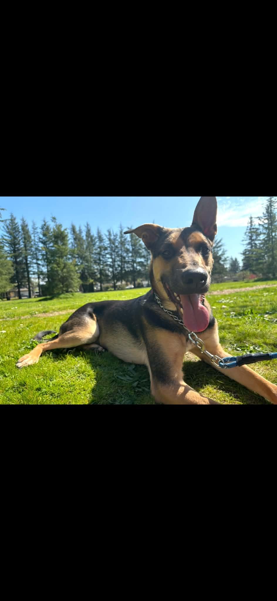 Oliver, ADOPTABLE, Young Male German Shepherd Dog & Black Mouth Cur.
