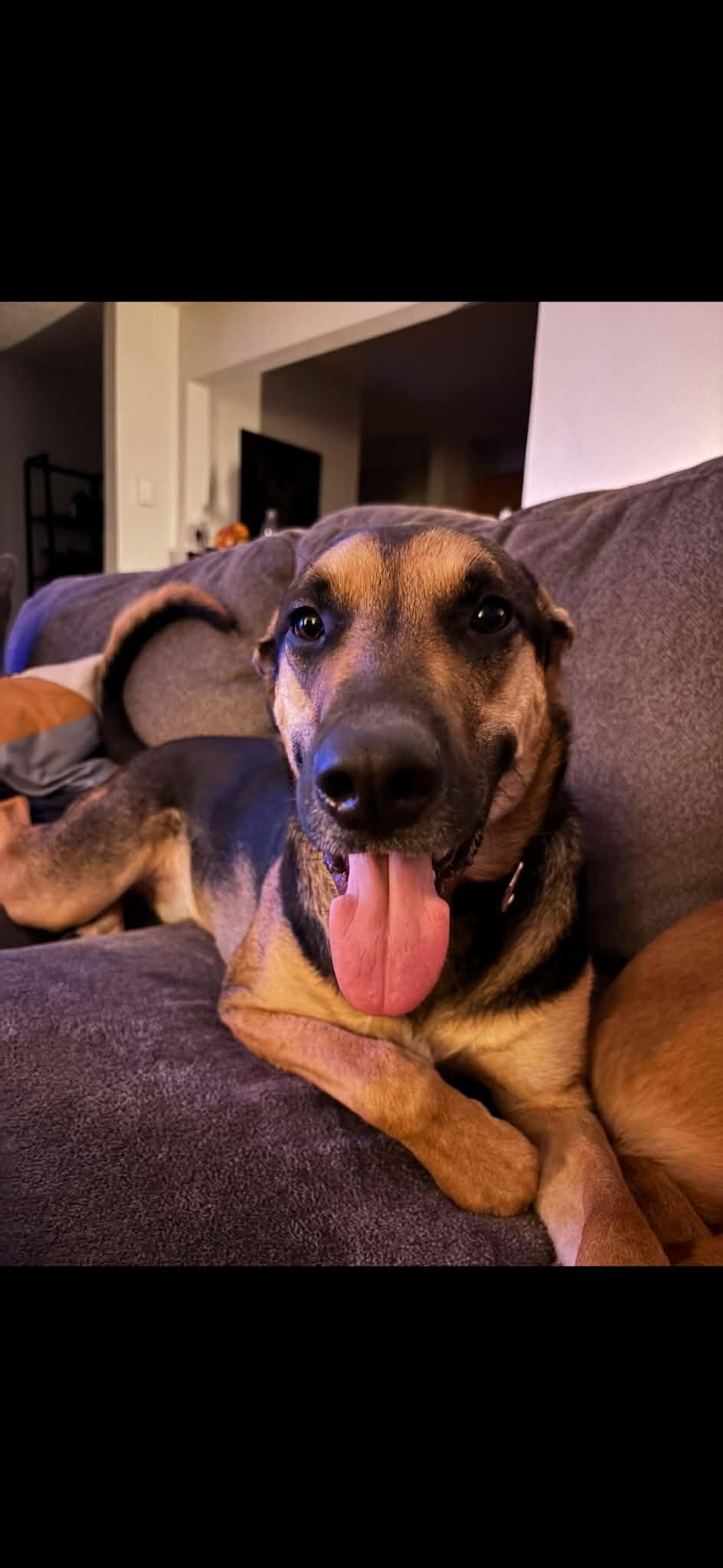 Enlarge Oliver, a ADOPTABLE mixed breed in lebanon, OR image 5/5
