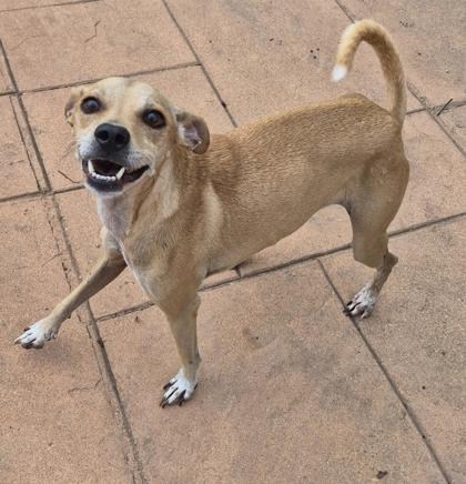 Enlarge Tinkerbell, a Adoptable mixed breed in Shreveport, LA image 1/2