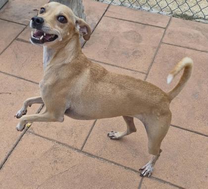 Enlarge Tinkerbell, a Adoptable mixed breed in Shreveport, LA image 2/2