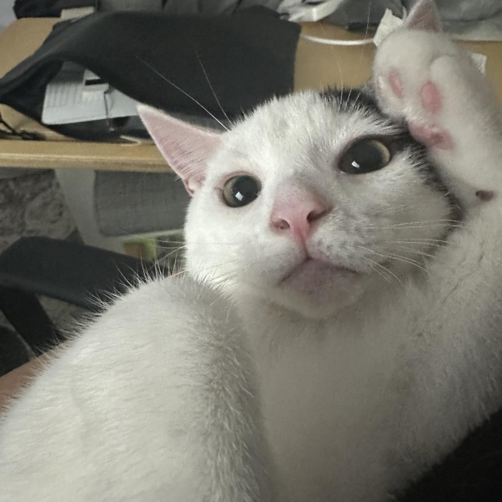 Enlarge Cookie, a Adoptable Domestic Short Hair in Fairfax, VA image 1/6