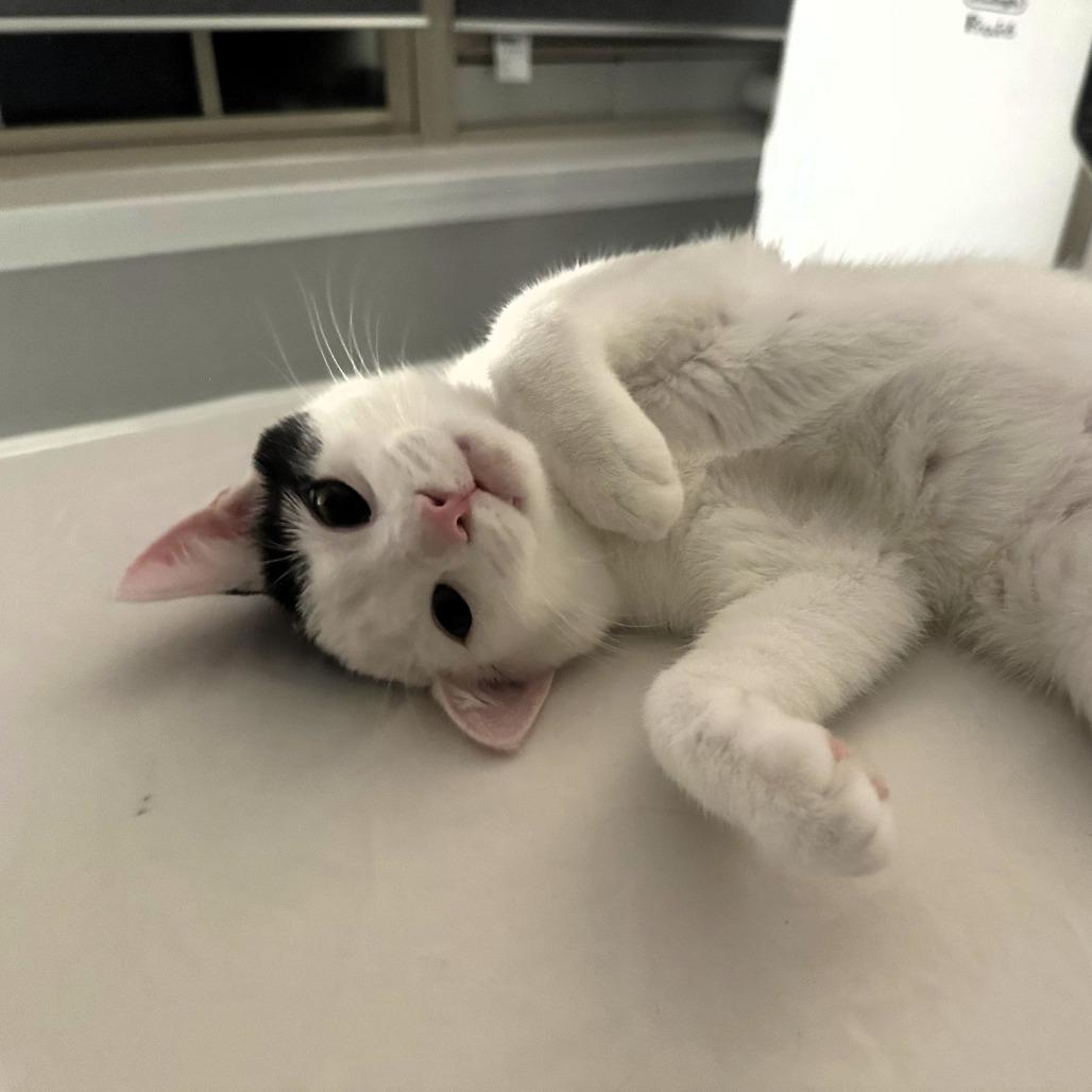 Enlarge Cookie, a Adoptable Domestic Short Hair in Fairfax, VA image 2/6