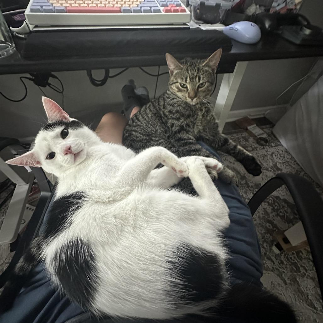 Enlarge Cookie, a Adoptable Domestic Short Hair in Fairfax, VA image 3/6