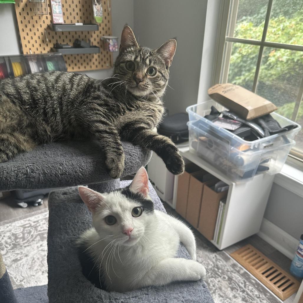 Cookie — thumbnail 4