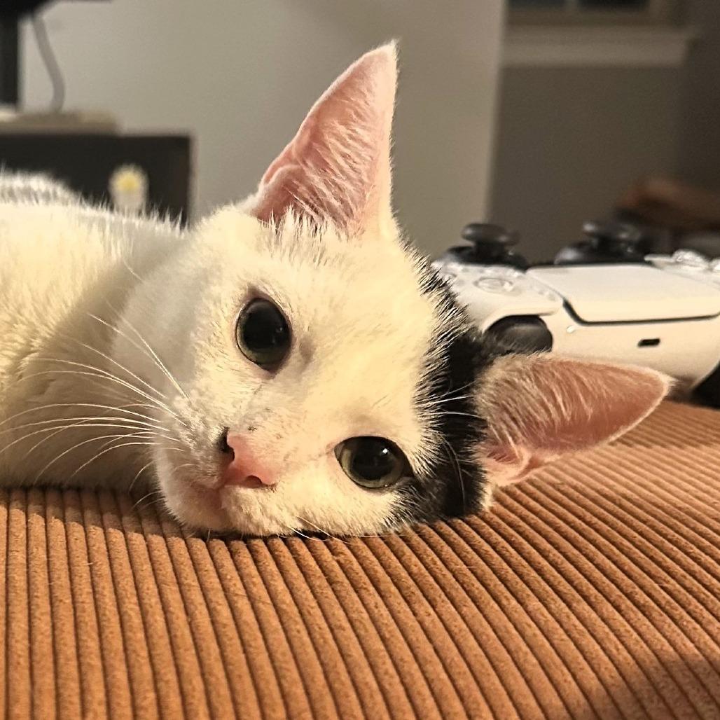 Enlarge Cookie, a Adoptable Domestic Short Hair in Fairfax, VA image 4/6
