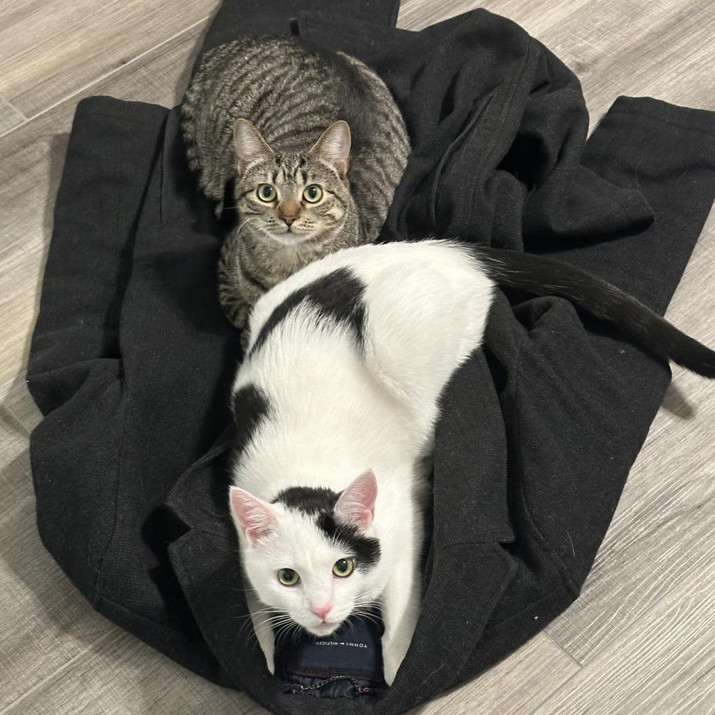 Enlarge Cookie, a Adoptable Domestic Short Hair in Fairfax, VA image 5/6