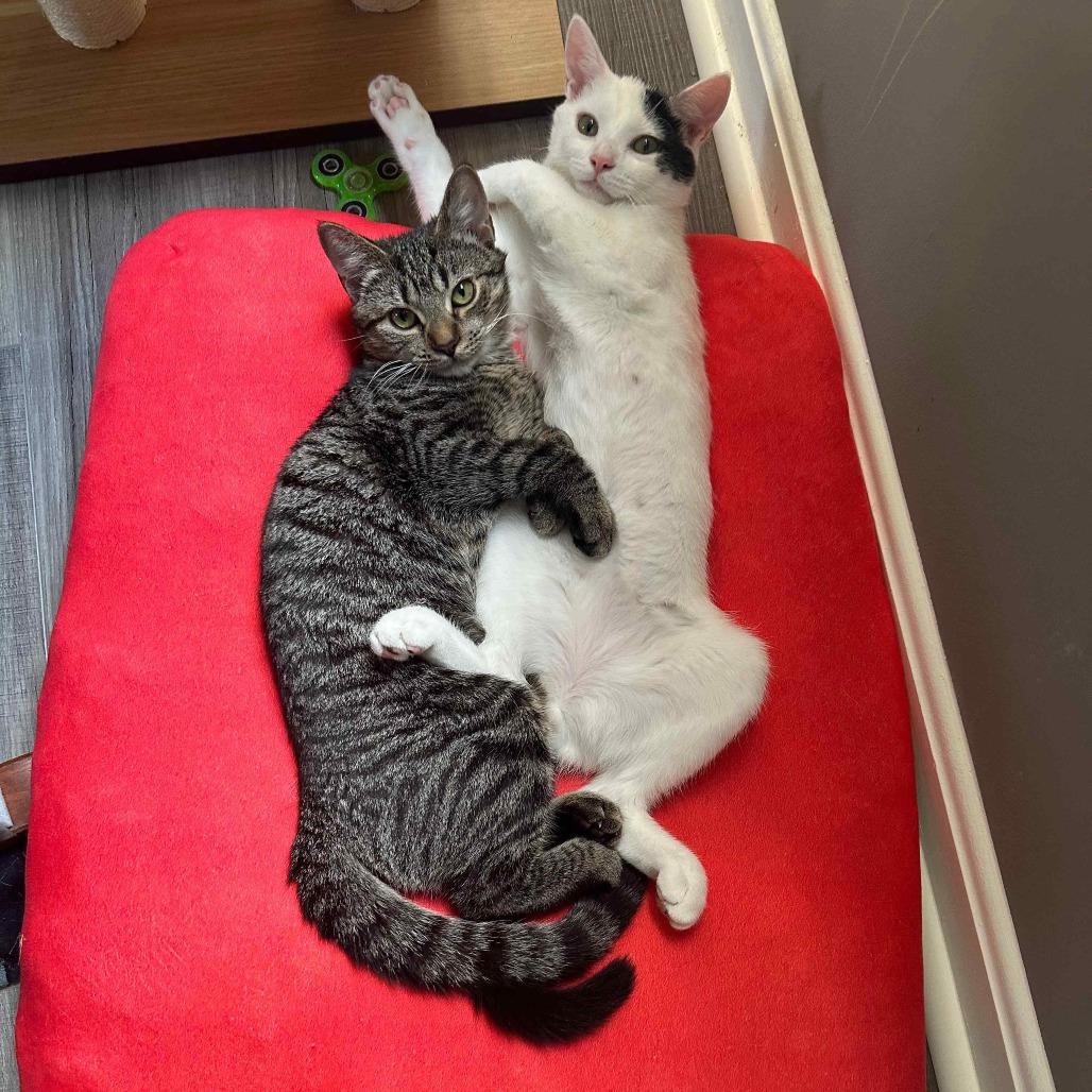 Cookie — thumbnail 6