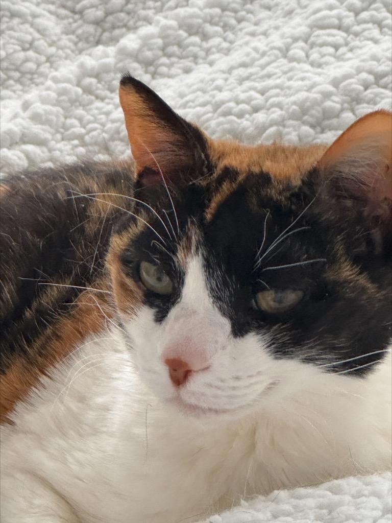 Lilly: Courtesy Post, Adoptable, Senior Female Domestic Short Hair.