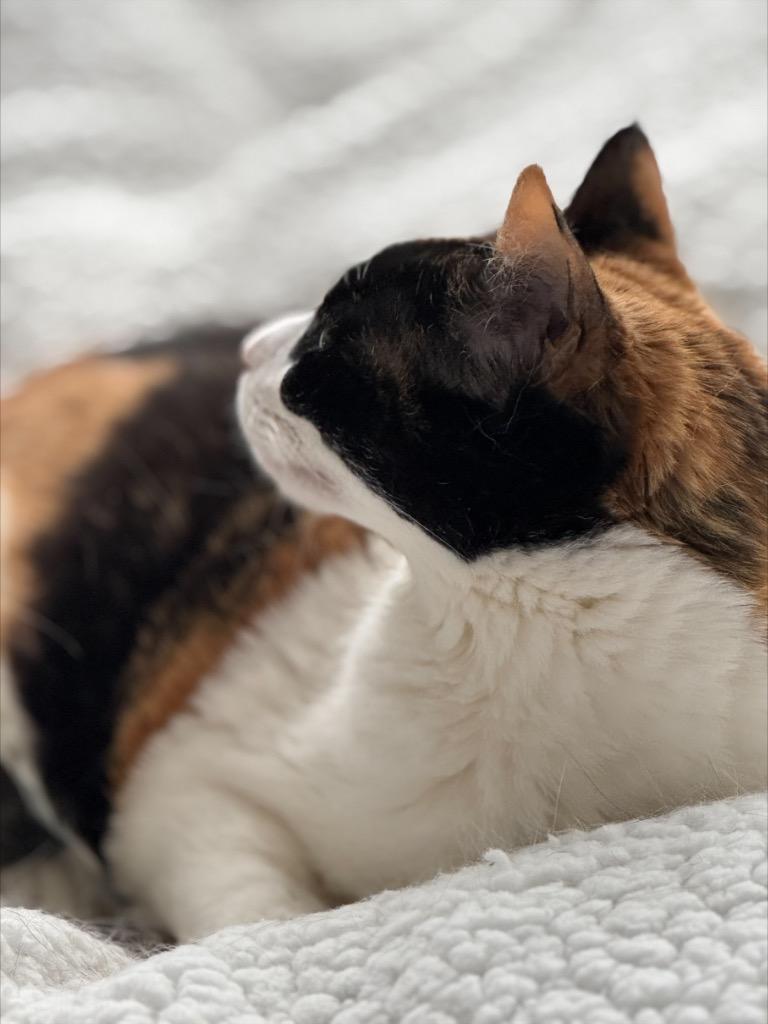 Enlarge Lilly: Courtesy Post, a Adoptable mixed breed in New York, NY image 3/4