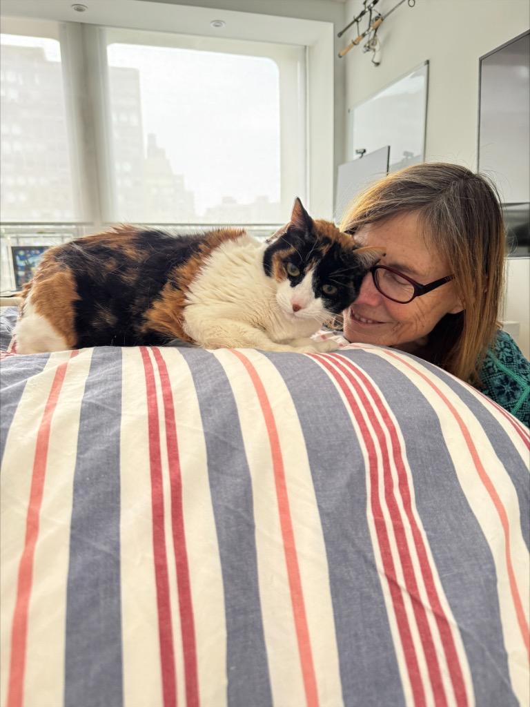 Enlarge Lilly: Courtesy Post, a Adoptable mixed breed in New York, NY image 3/4