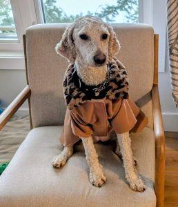 Bella, ADOPTABLE, Adult Female Goldendoodle.