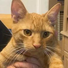 Nino, Adoptable, Kitten Male Domestic Short Hair.