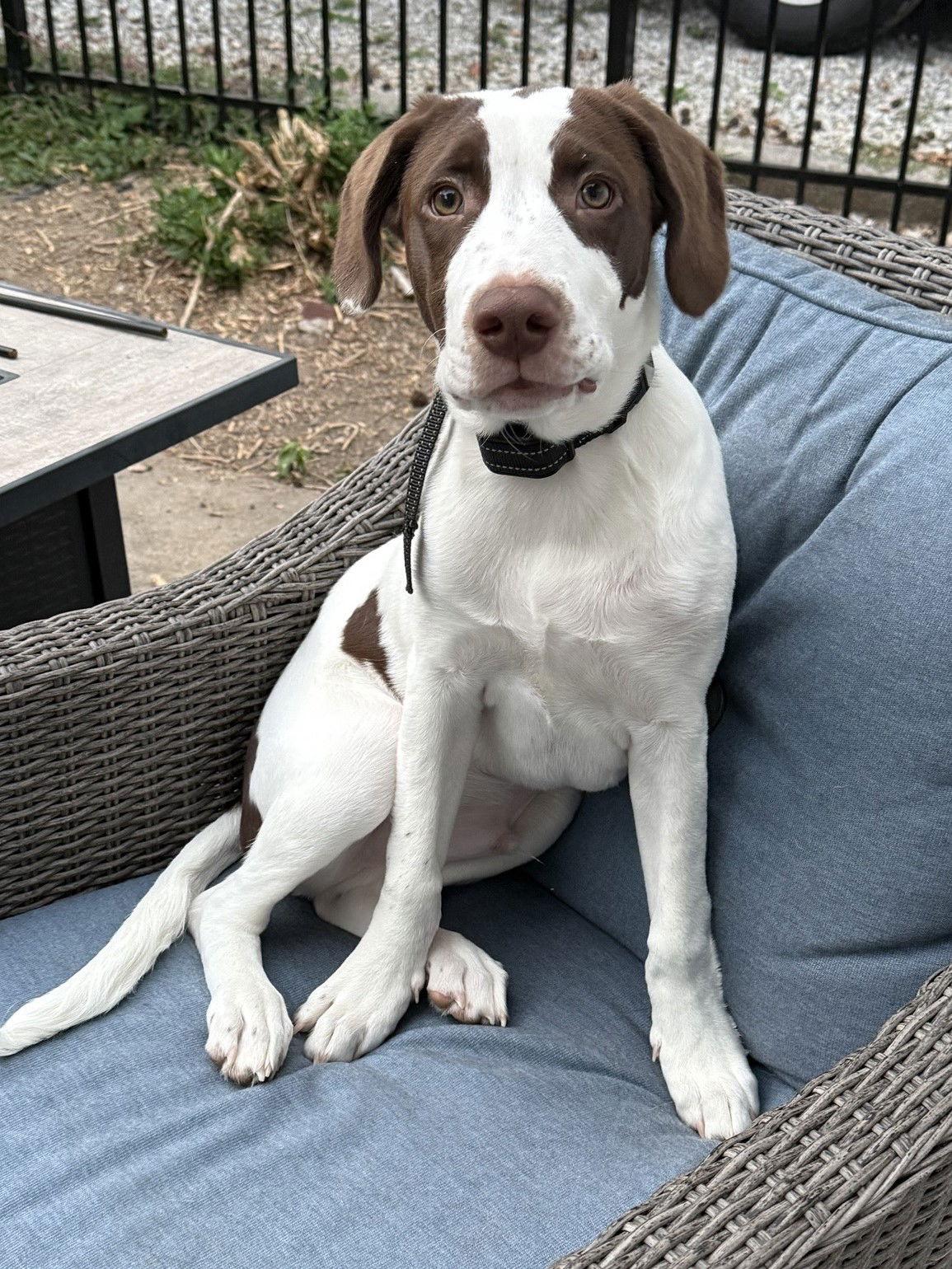 Enlarge Becker, a Adopted Labrador Retriever in Greenville, IL image 1/1