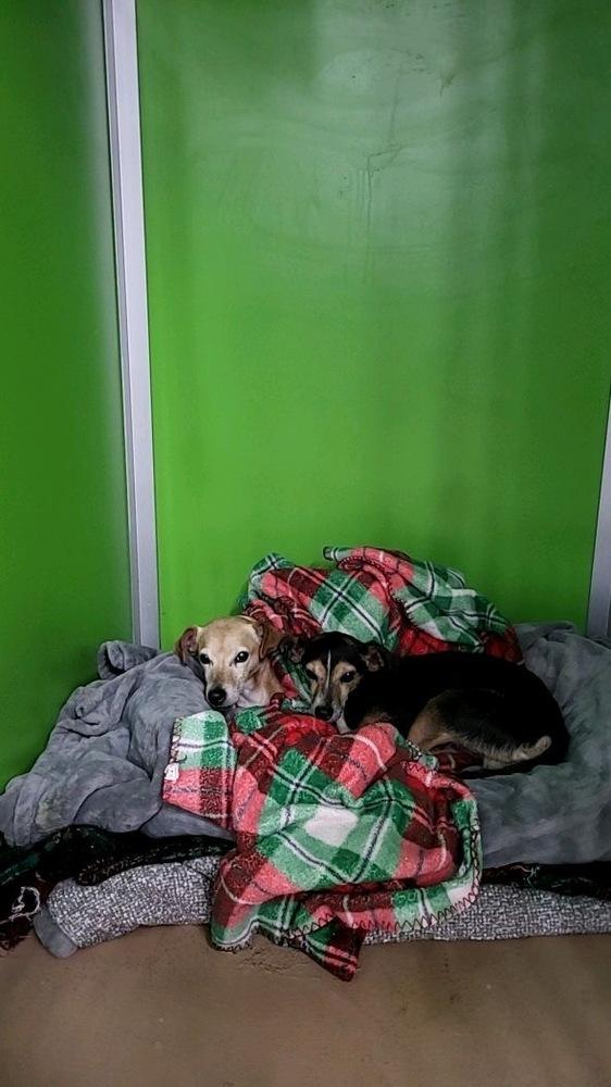 Enlarge Norman, a Adoptable mixed breed in Germantown, OH image 2/6