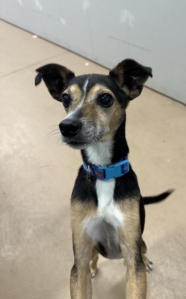 Enlarge Norman, a Adoptable mixed breed in Germantown, OH image 4/6