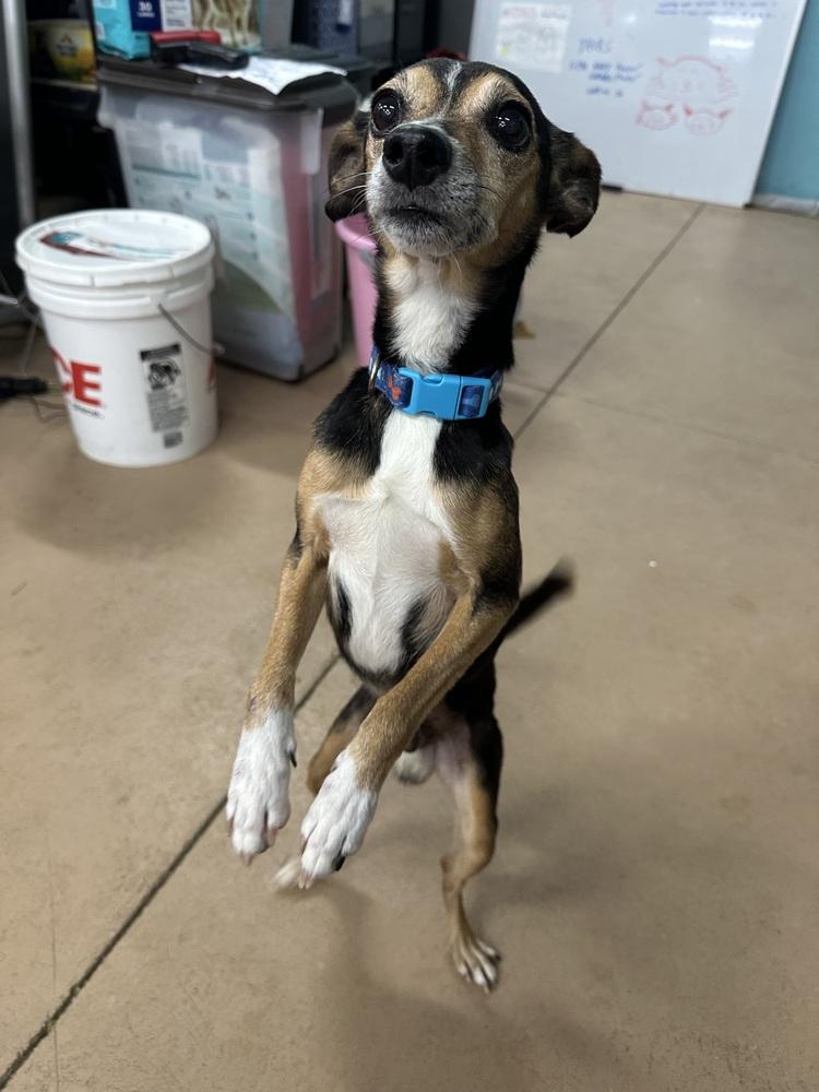 Enlarge Norman, a Adoptable mixed breed in Germantown, OH image 5/6