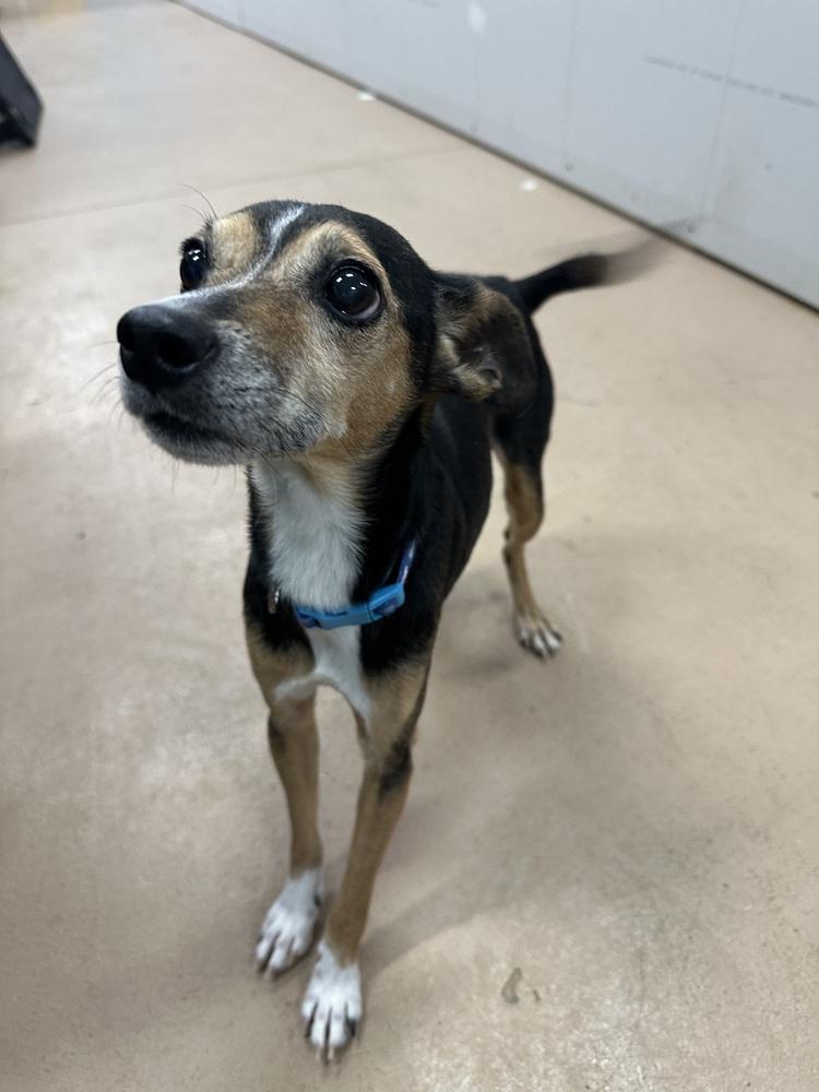 Enlarge Norman, a Adoptable mixed breed in Germantown, OH image 6/6