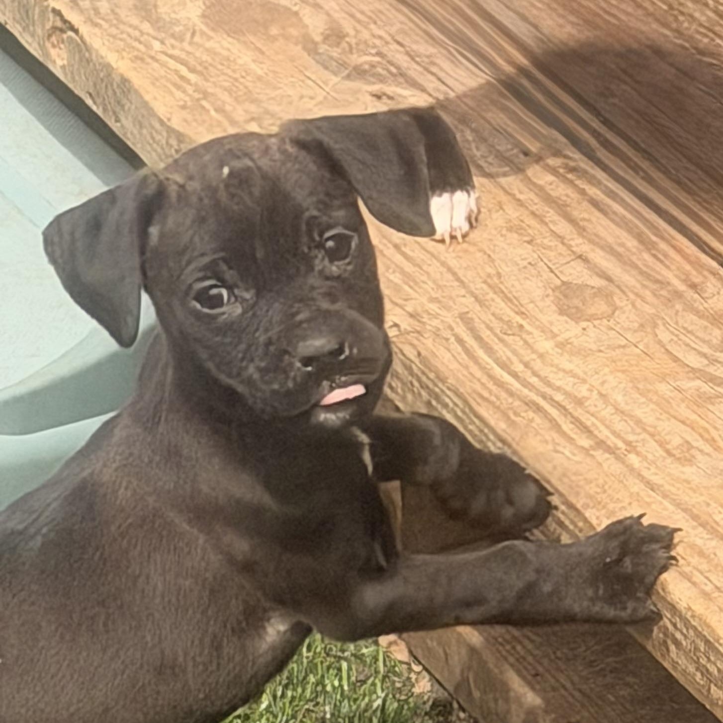 Enlarge Gia, a ADOPTABLE mixed breed in Wilmington, IL image 2/5