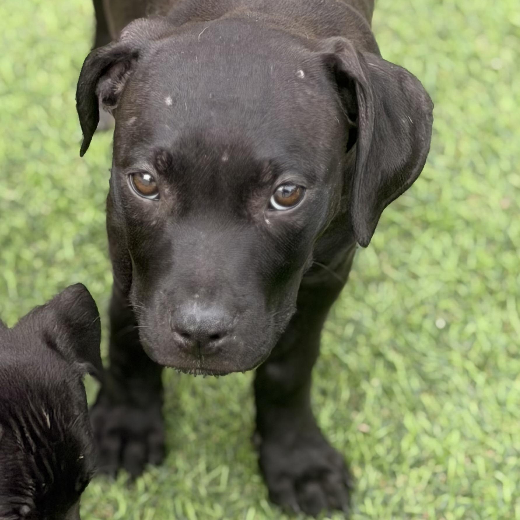 Gia, a ADOPTABLE Pit Bull Terrier in Wilmington, IL image 3/3