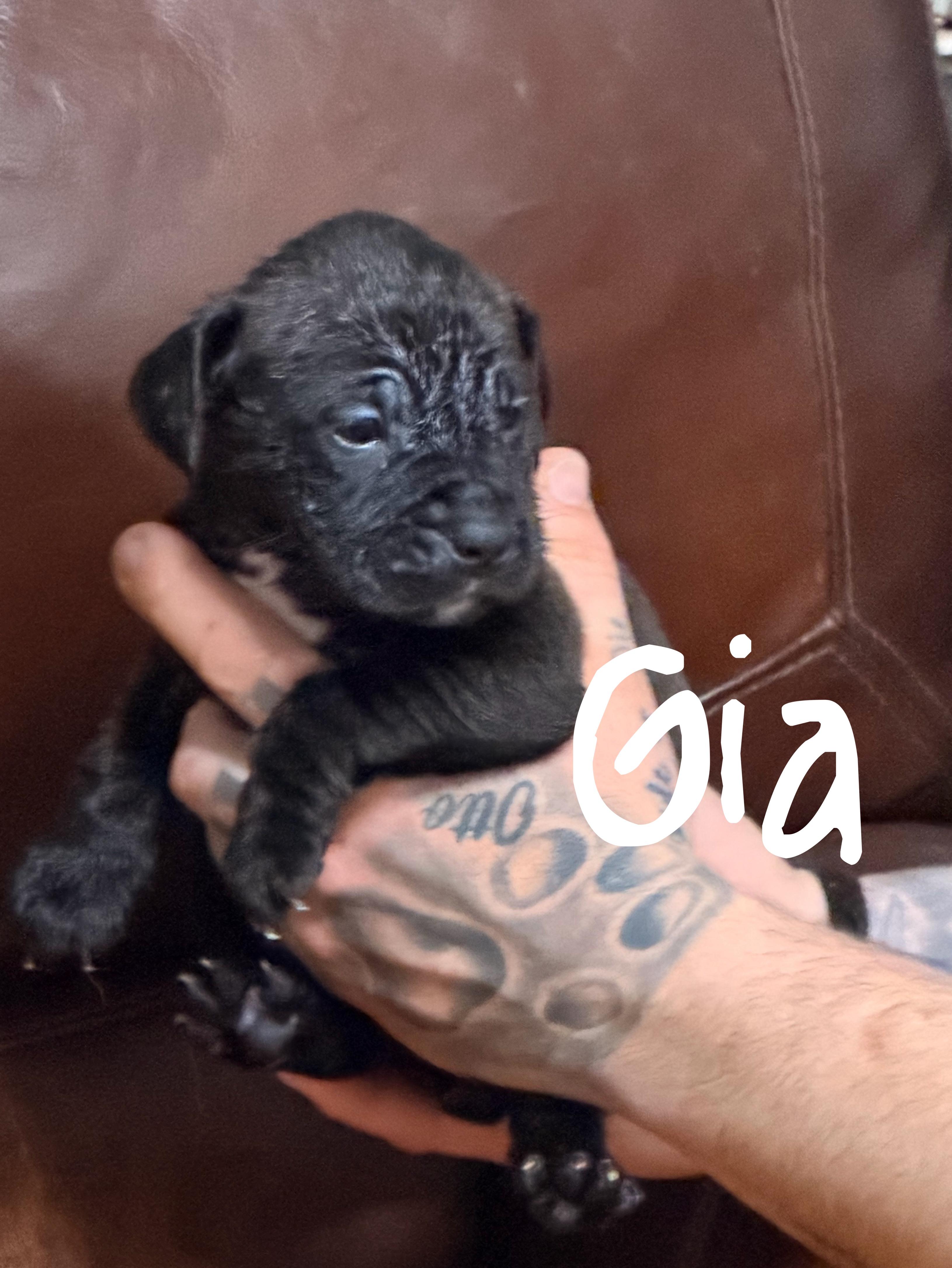 Gia, ADOPTABLE, Puppy Female Pit Bull Terrier & Hound.