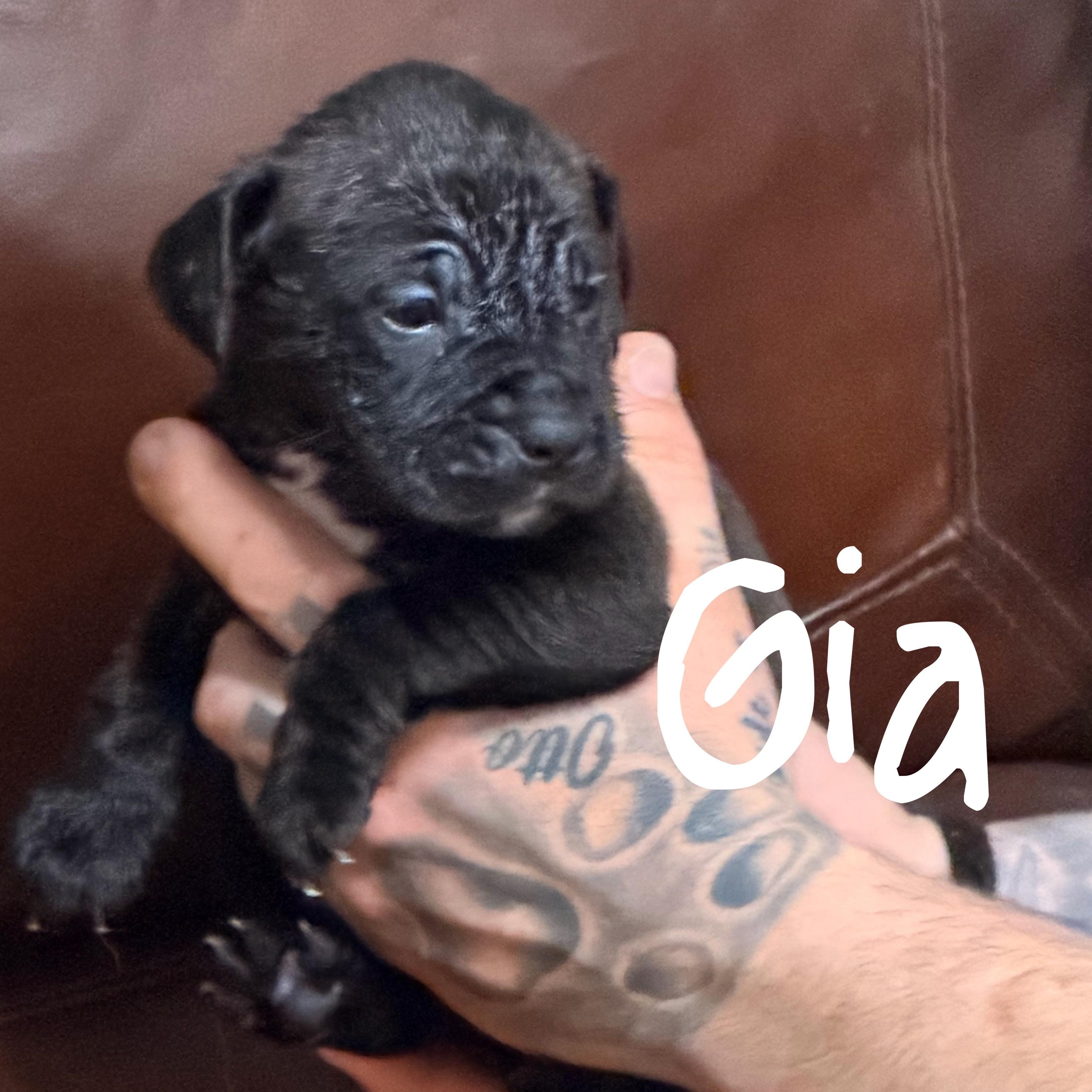 Enlarge Gia, a ADOPTABLE mixed breed in Wilmington, IL image 5/5