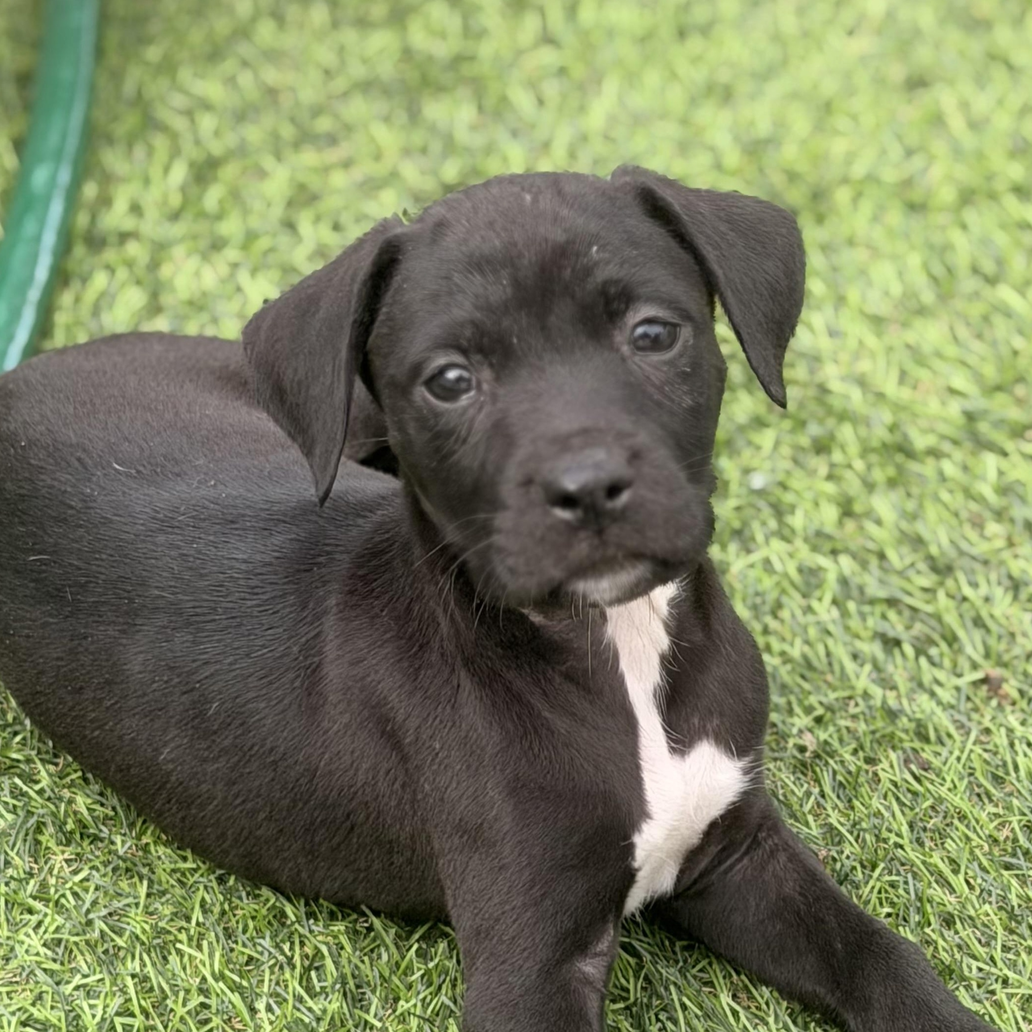Gia, a ADOPTABLE Pit Bull Terrier in Wilmington, IL image 1/3